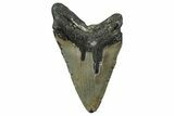 Fossil Megalodon Tooth - North Carolina #351175-1